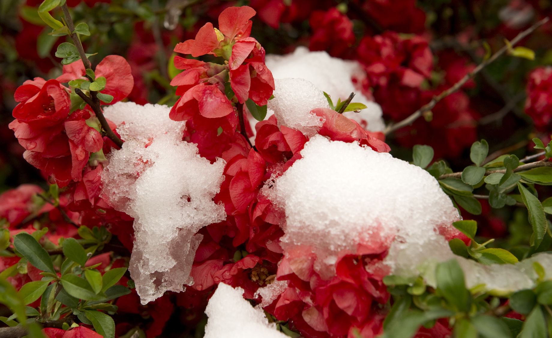 Snow on flowers